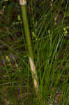 Reflexed sedge